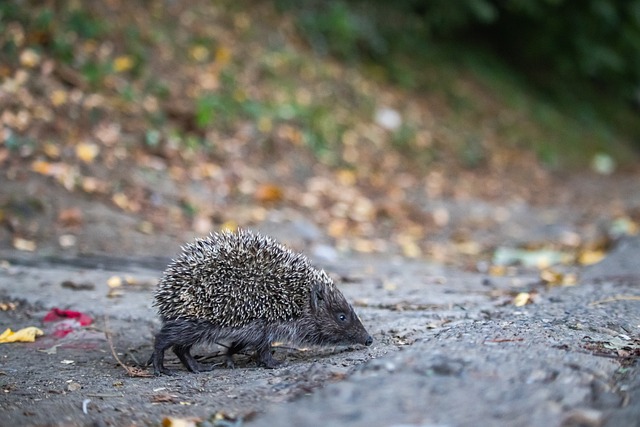 的组织能力 的组织能力